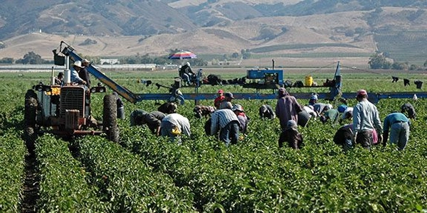 Canada recognizes that it cannot contain the transmission of COVID-19 on agricultural farms